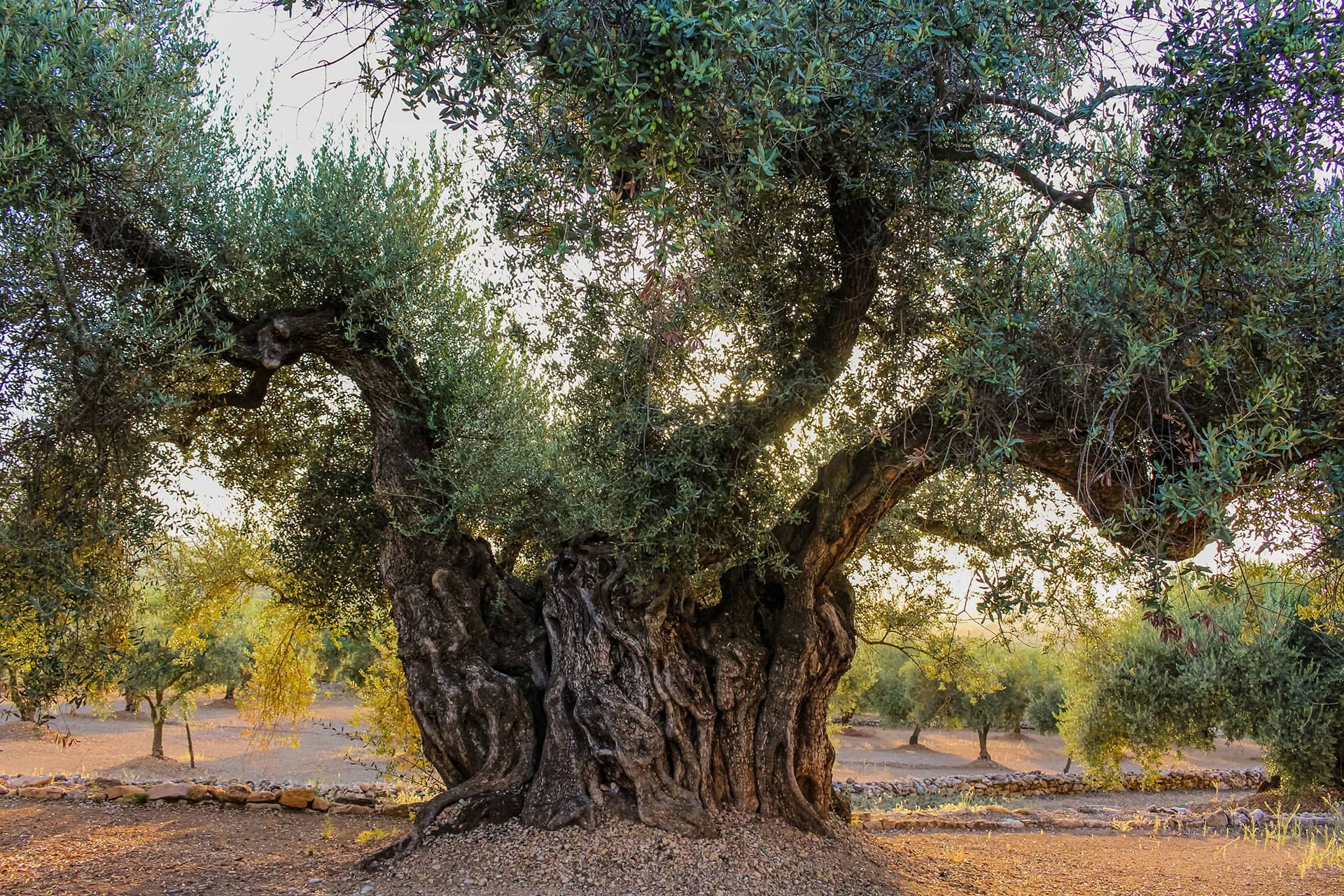Ancient olive tree in Amfissa