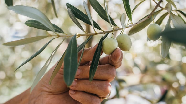 Hands carefully harvesting olives