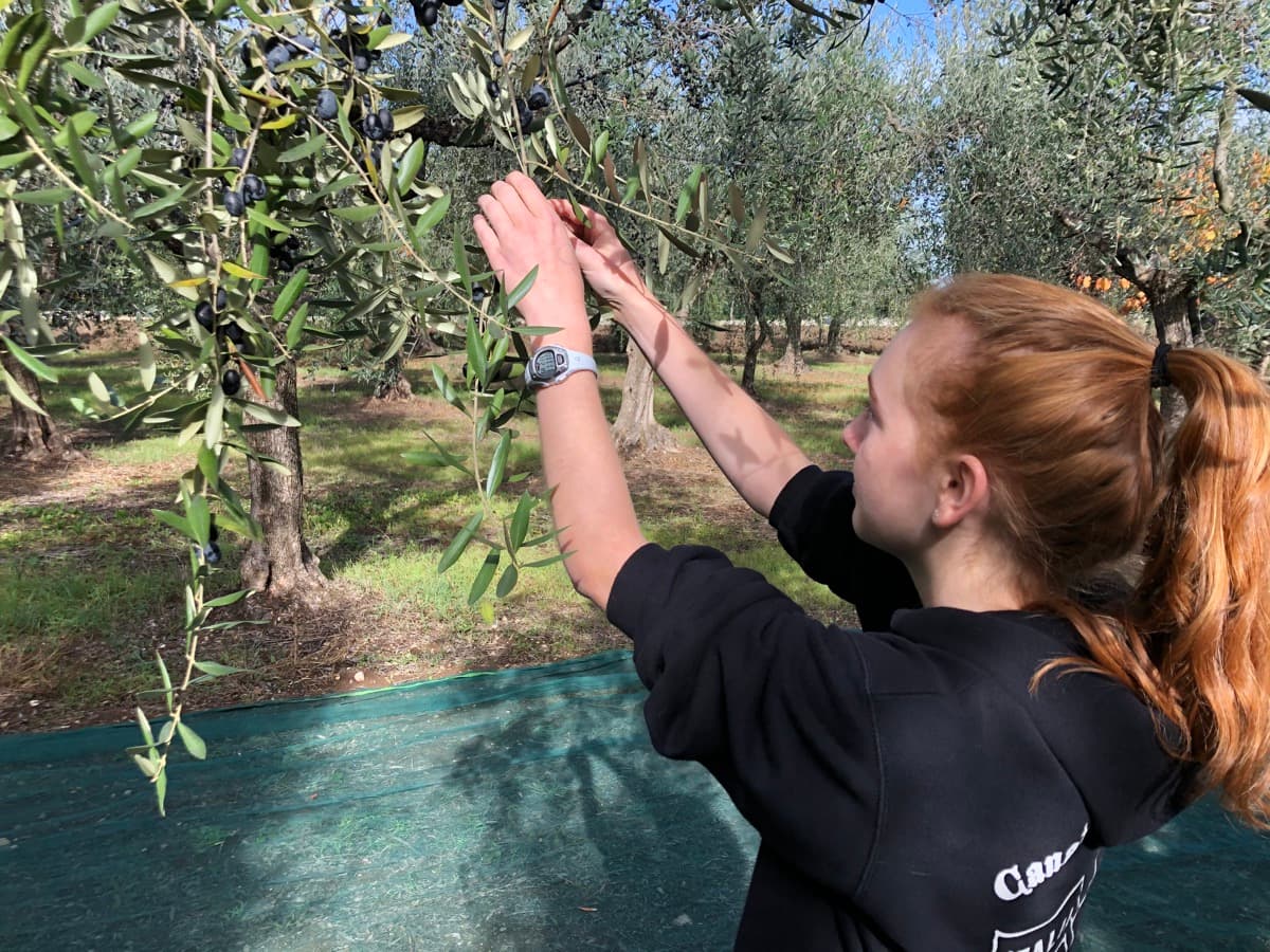 Curing & Fermentation